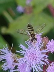 Sphaerophoria contigua