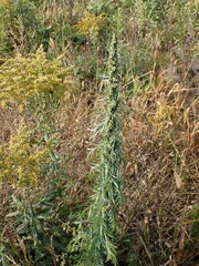Artemisia biennis