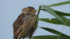 Passer domesticus