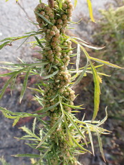 Artemisia biennis