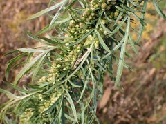 Artemisia biennis