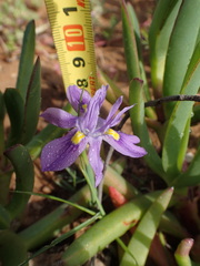 Moraea macrocarpa