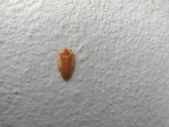 Aspisoma ignitum