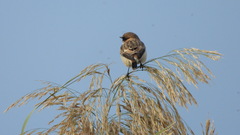 Saxicola maurus