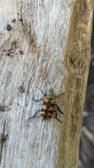 Astylus trifasciatus