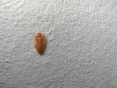 Aspisoma ignitum