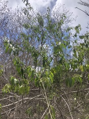 Vallesia glabra
