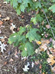 Acer floridanum