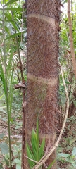 Cocoseae