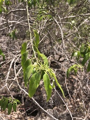 Vallesia glabra