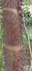 Cocoseae