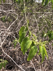 Vallesia glabra