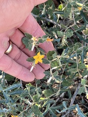 Mentzelia oligosperma