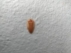 Aspisoma ignitum