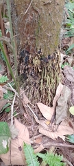 Cocoseae