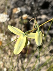 Albuca cooperi