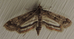 Parapoynx obscuralis
