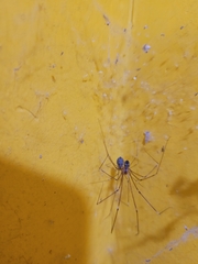 Crossopriza lyoni