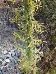 Artemisia biennis