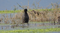 Fulica atra