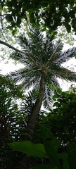 Cocoseae