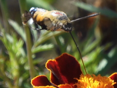 Macroglossum bombylans