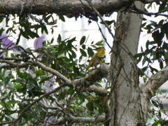 Oriolus chinensis