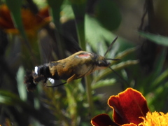 Macroglossum bombylans