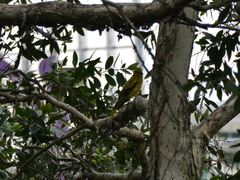 Oriolus chinensis
