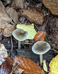 Pluteus salicinus