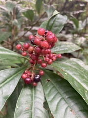 Parathesis crenulata