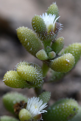 Delosperma echinatum