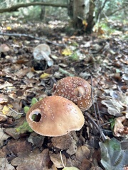 Amanita rubescens