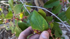 Aristotelia chilensis