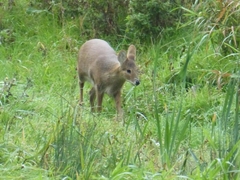 Hydropotes inermis inermis