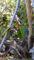 Aristotelia chilensis