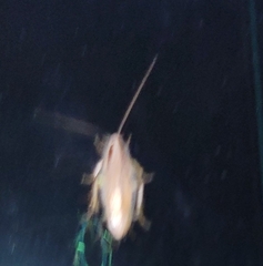 Blattella