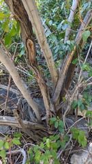 Aristotelia chilensis