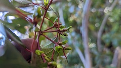 Aristotelia chilensis