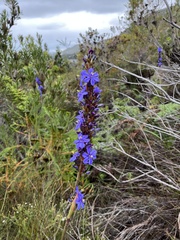 Aristea capitata