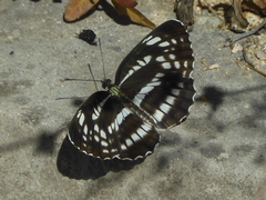 Neptis pryeri