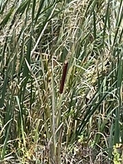 Typha latifolia