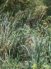 Typha latifolia