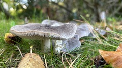 Tricholoma terreum