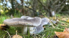 Tricholoma terreum