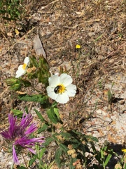 Heliotaurus ruficollis