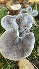 Tricholoma terreum