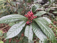 Parathesis crenulata