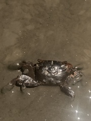 Parasesarma erythodactylum