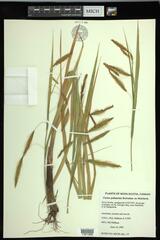 Carex paleacea
